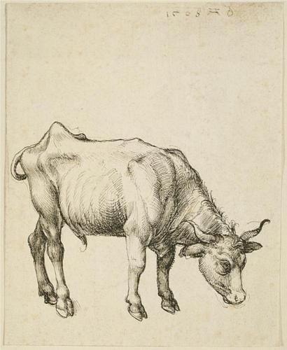 Young Bull Albrecht Durer